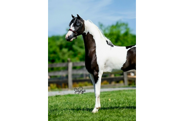 Hill's Chasin The Ace