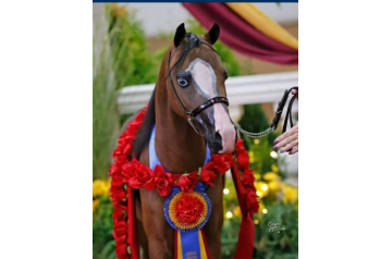 ERL MIKEY'S SOUTHERN ENTERPRISE