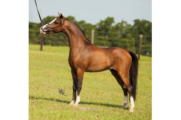 Modern Candyman's Legacy