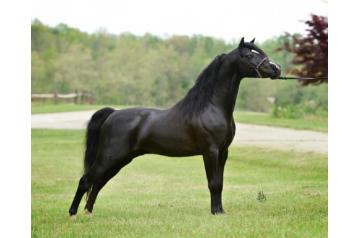 WA-FULL UNIQUE WAYLON