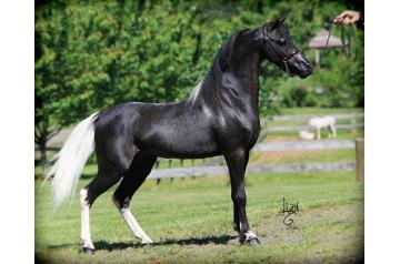 FIREFALLS WALKERS DARK N HANDSOME