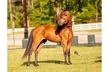 RHA UNIQUE DOUBLE TAKE