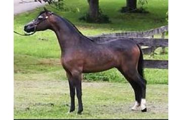 RHA UNIQUE AUTUMN PRINCE