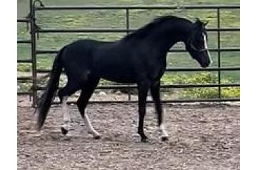 COMFERTS OWN THE NIGHT