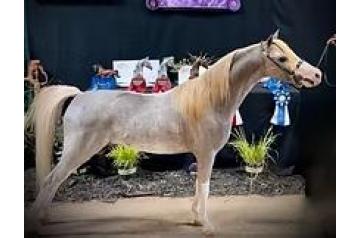 MODERN CANDYMANS BRADLEY