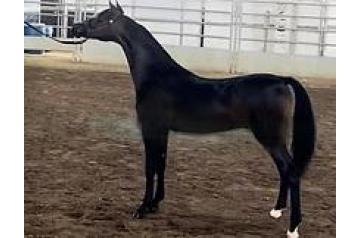 RHA ROYAL TROUBADOUR