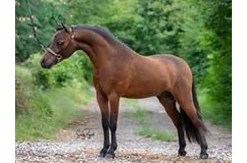 CROSS COUNTRY CRIMSON'S LAST DATE