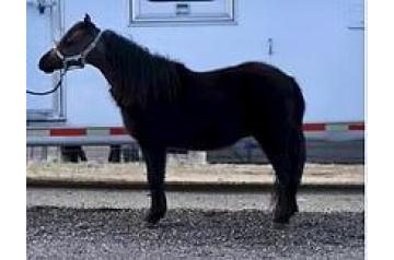 WA-FULL SCORPIONS UNIQUE VICTORY