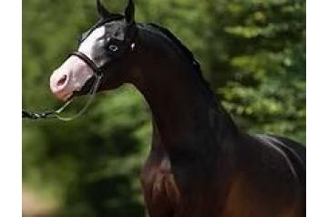 LILAC HILLS KENOS BET THE FARM