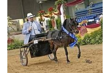 RHA ROYAL RIVER VIKING