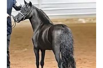 BLACK JACK OF NEIGHBORLY ACRES