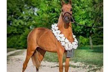 PHR PHIL'N BIG SHOES