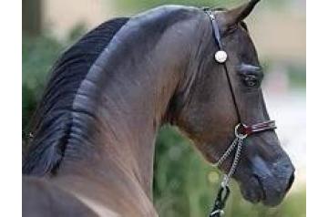 RHA TROU CONFIDENCE GV