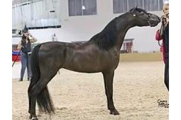 DIAMOND T'S RIPPLE ON THE ROXX