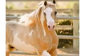 CHERRYVILLE MAJIC'S SIR LANCELOT