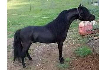 RIVENDELLS KNIGHTS DARK STAR