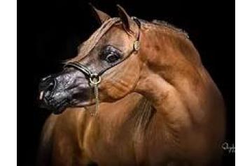 ALLIANCE BOLEROS TRUEST