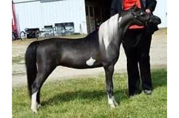 FALLEN ASH GEORGES GUILT TRIP