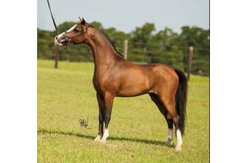 MODERN CANDYMAN'S LEGACY