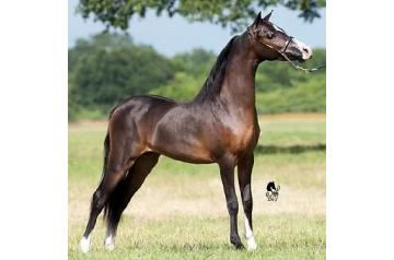 VERMILYEA FARMS HERSHEYS MAGNIFICO