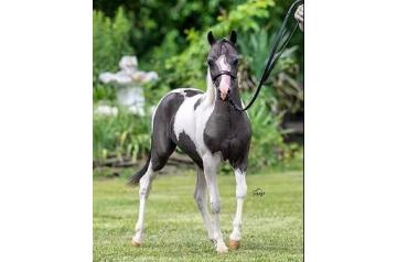 HILLS KENOS CHASIN THE ACE